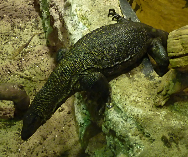 Varanus rudicollis 3 (19-7-23 Akvariet i Bergen) Varanus rudicollis 3 (19-7-23 Akvariet i Bergen)