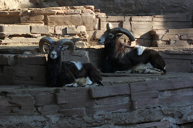 Zoo de Barcelona 16-02-12 405 Zoo de Barcelona 16-02-12 405