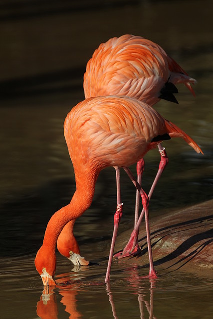 Zoo de Barcelona 16-02-12 166 Zoo de Barcelona 16-02-12 166