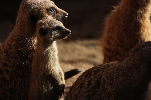 Zoo de Barcelona 16-02-12 128 Zoo de Barcelona 16-02-12 128