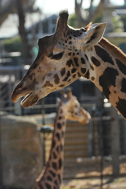 Zoo de Barcelona 16-02-12 235 Zoo de Barcelona 16-02-12 235