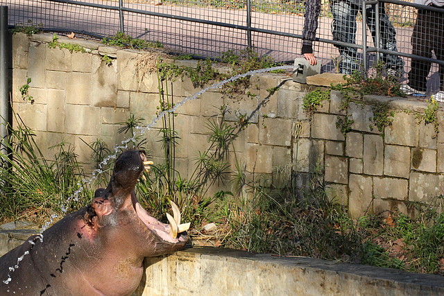 Zoo de Barcelona 16-02-12 323 Zoo de Barcelona 16-02-12 323
