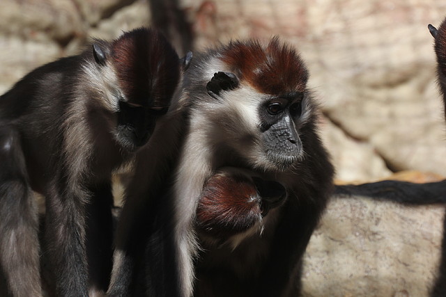 Zoo de Barcelona 16-02-12 029 Zoo de Barcelona 16-02-12 029