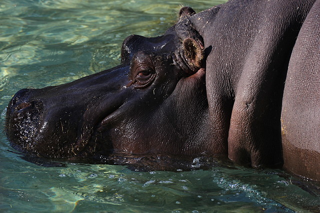 Zoo de Barcelona 16-02-12 174 Zoo de Barcelona 16-02-12 174
