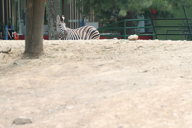 Zoo de Barcelona 421