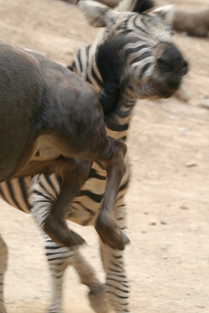 Zoo de Barcelona 403