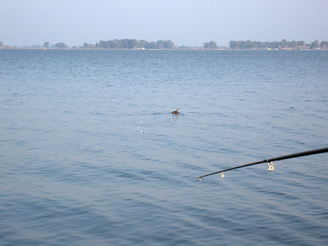 patito jugueton patito jugueton