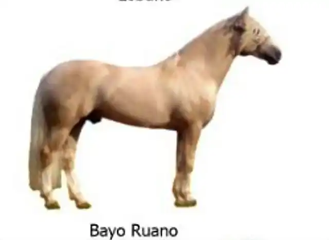 1 Bayo Ruano