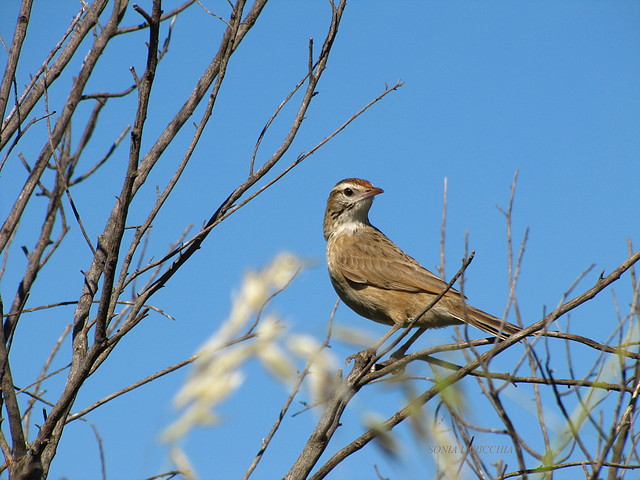 leñatero leñatero