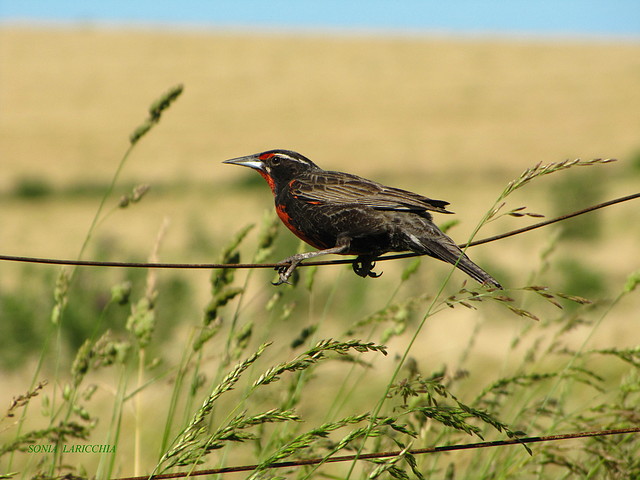 srtuenella loyca srtuenella loyca