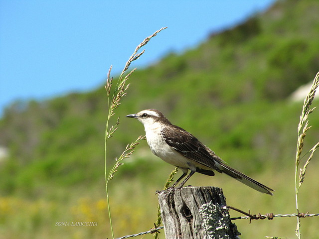 calandria calandria