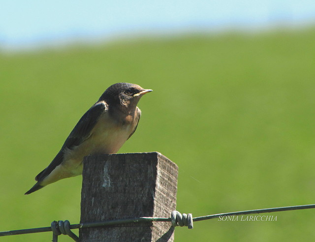 golondrina tijerita golondrina tijerita