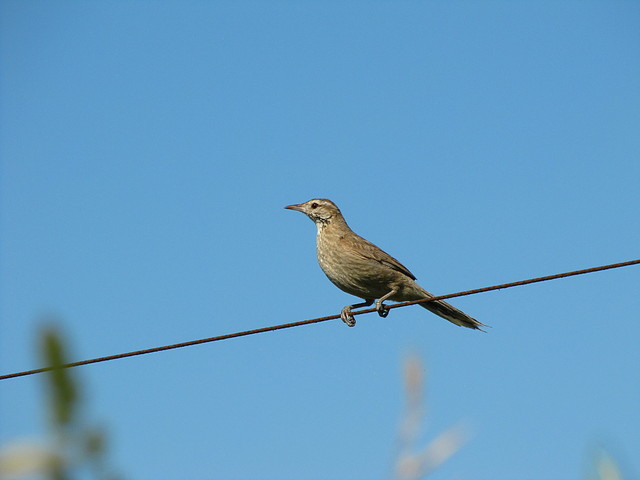 leñatero leñatero