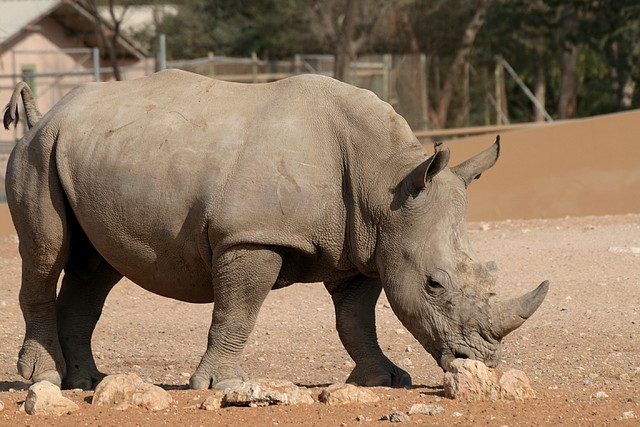 Al Ain Zoo - Atlantis - 19-12-08 248