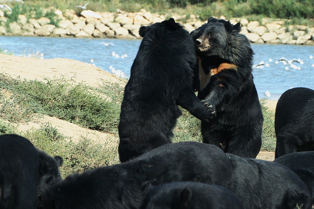 Zoo Lunaret + Sigean 18 i 19-09-10 2536 Zoo Lunaret + Sigean 18 i 19-09-10 2536