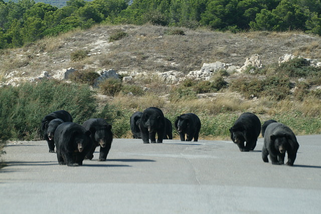 Zoo Lunaret + Sigean 18 i 19-09-10 2450 Zoo Lunaret + Sigean 18 i 19-09-10 2450