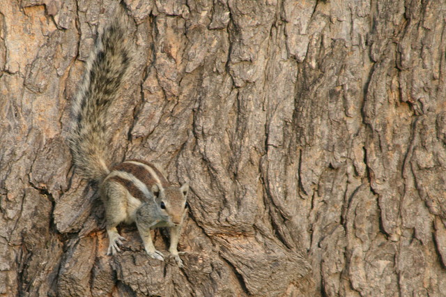 IMG_2596 IMG_2596