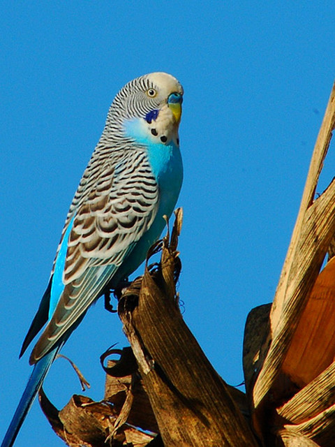 perico celeste comun