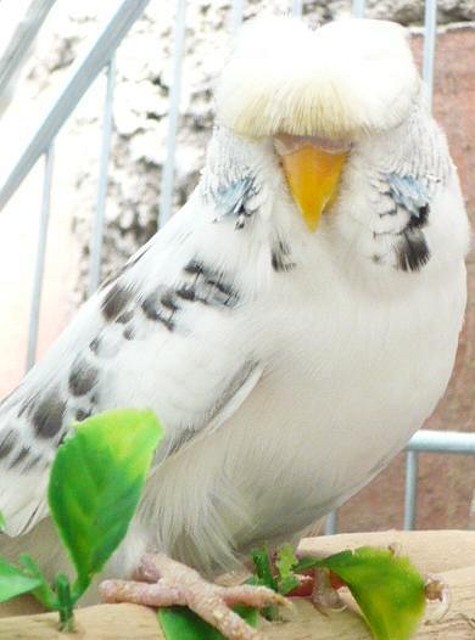 perico raro