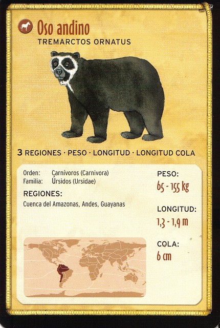 oso andino