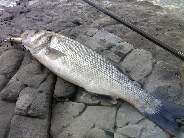 lubina pescada en pearrubia (espining)