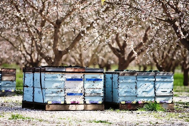 Bees-in-orchard