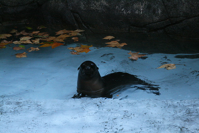 Zoo de Barcelona 25-11-10 489 Zoo de Barcelona 25-11-10 489