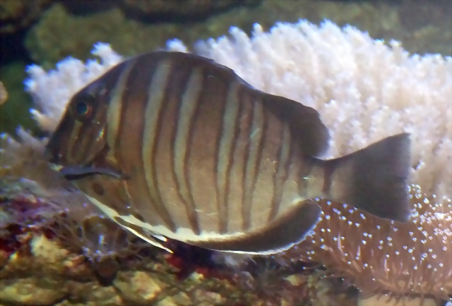 Acanthurus polyzona Acanthurus polyzona