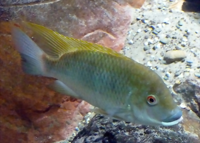 Tilapia camerunensis (27-9-18 Zoo Antwerpen, det as Coptodon c.)