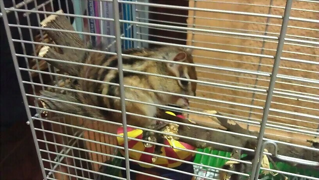PIPO COMIENDO PIPO COMIENDO