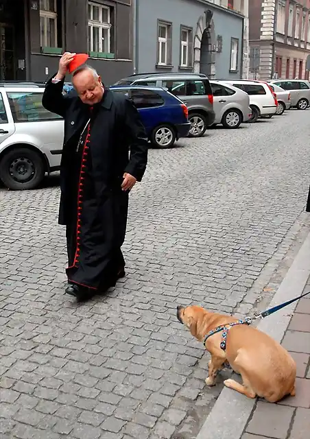 cardenal dziwisz perro