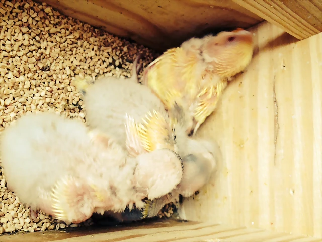 Pollos nido Pollos nido