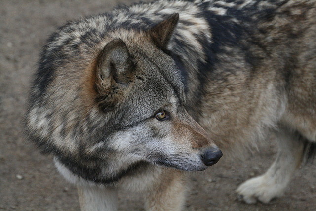 Zoo Lyon + Safari Peaugres febrer 2011 1947 Zoo Lyon + Safari Peaugres febrer 2011 1947