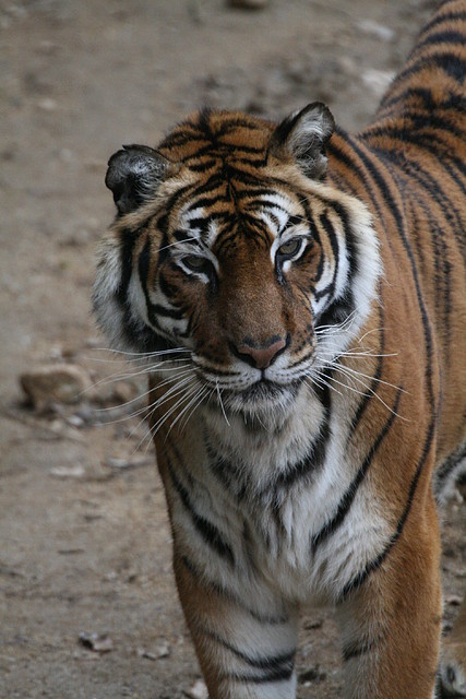 Zoo Lyon + Safari Peaugres febrer 2011 1980 Zoo Lyon + Safari Peaugres febrer 2011 1980