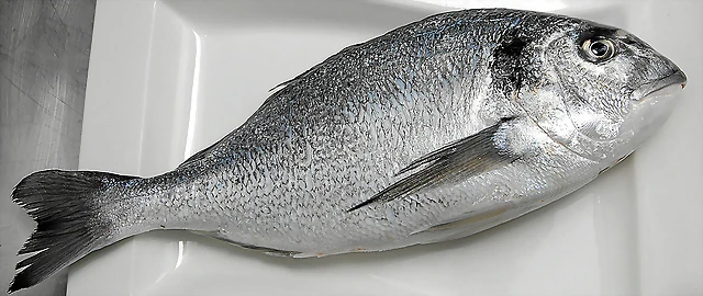 Dorada Piscifactoría Dorada Piscifactoría