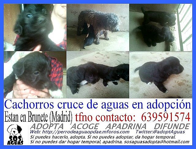 CACHORROS BRUNETE