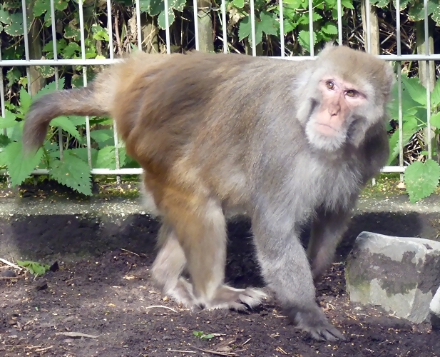 Macaca mulatta 2 (21-9-18 Best zoo) Macaca mulatta 2 (21-9-18 Best zoo)