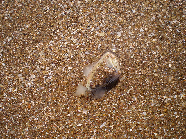 PB130838 PB130838