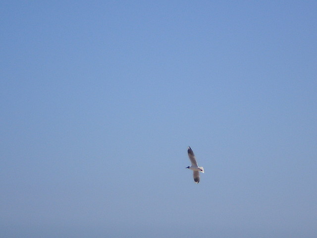 PB130827 PB130827