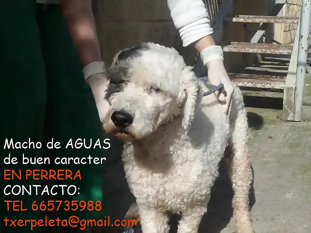 macho de aguas VIZCAYA perrera