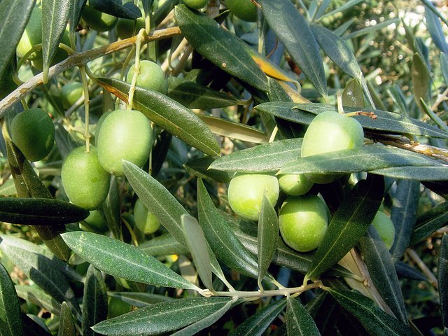 maana de higos, futura cosecha