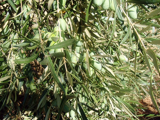 maana de hgos, oliva de cornezuelo