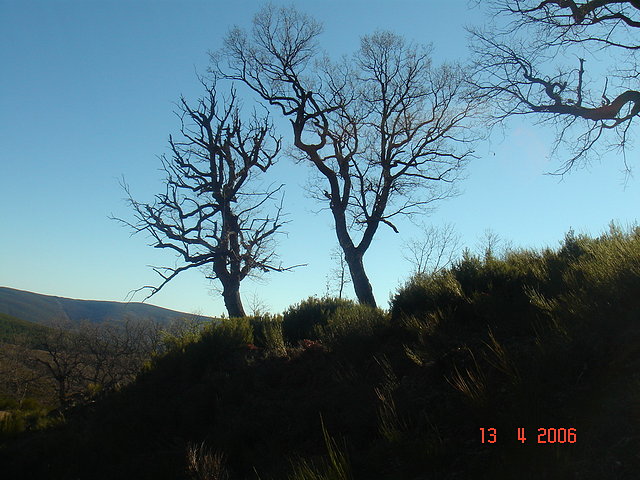 Robles en invierno. Velilla. Muelas