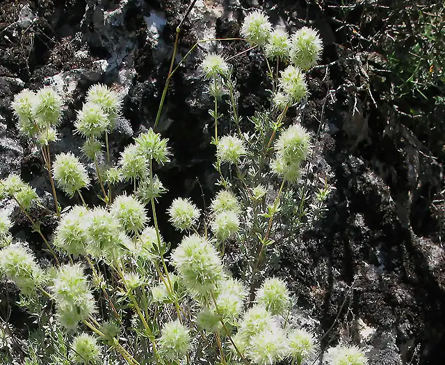 Thymus mastichina