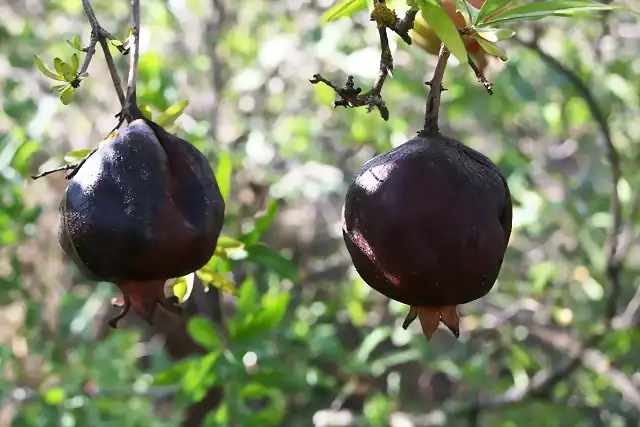 006, la negrura de la muerte