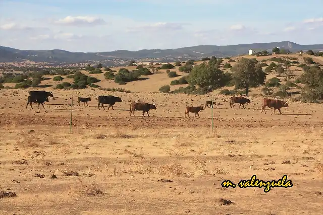 02, vacas hacia el ro, marca