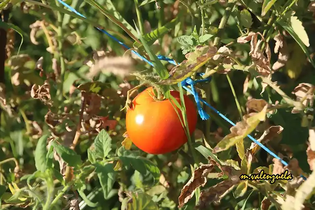 15, tomate, marca