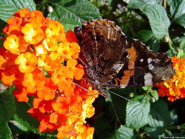 otra de Lantana