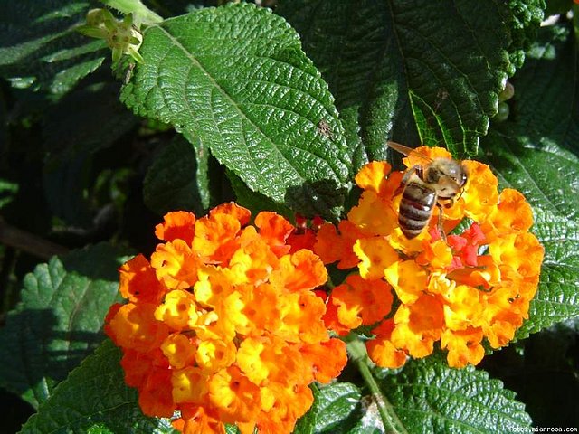 Lantana camara