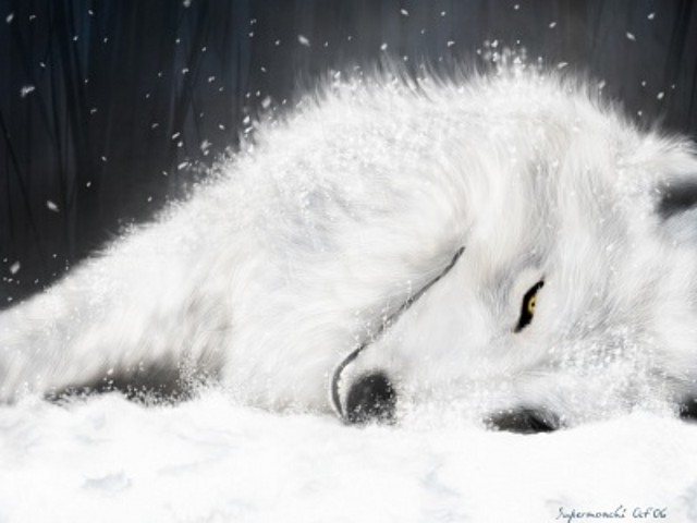 lobo-en-la-nieve